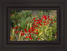 Load image into Gallery viewer, Plate 3 - Poppy Mix Judean Wilderness
