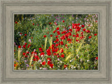 Load image into Gallery viewer, Plate 3 - Poppy Mix Judean Wilderness

