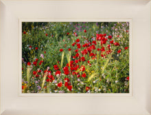 Load image into Gallery viewer, Plate 3 - Poppy Mix Judean Wilderness
