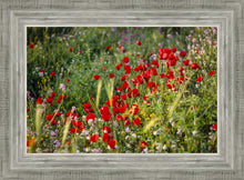 Load image into Gallery viewer, Plate 3 - Poppy Mix Judean Wilderness
