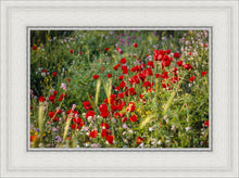 Load image into Gallery viewer, Plate 3 - Poppy Mix Judean Wilderness

