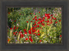 Load image into Gallery viewer, Plate 3 - Poppy Mix Judean Wilderness
