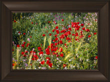 Load image into Gallery viewer, Plate 3 - Poppy Mix Judean Wilderness
