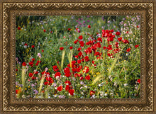 Load image into Gallery viewer, Plate 3 - Poppy Mix Judean Wilderness
