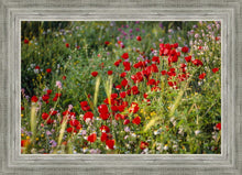 Load image into Gallery viewer, Plate 3 - Poppy Mix Judean Wilderness
