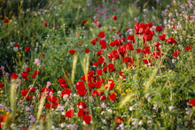 Load image into Gallery viewer, Plate 3 - Poppy Mix Judean Wilderness
