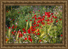 Load image into Gallery viewer, Plate 3 - Poppy Mix Judean Wilderness
