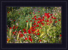 Load image into Gallery viewer, Plate 3 - Poppy Mix Judean Wilderness
