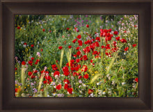 Load image into Gallery viewer, Plate 3 - Poppy Mix Judean Wilderness

