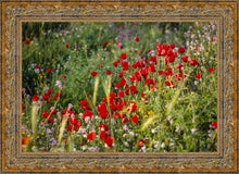 Load image into Gallery viewer, Plate 3 - Poppy Mix Judean Wilderness
