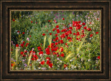 Load image into Gallery viewer, Plate 3 - Poppy Mix Judean Wilderness
