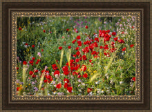 Load image into Gallery viewer, Plate 3 - Poppy Mix Judean Wilderness
