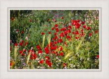 Load image into Gallery viewer, Plate 3 - Poppy Mix Judean Wilderness
