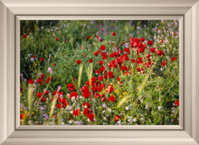 Load image into Gallery viewer, Plate 3 - Poppy Mix Judean Wilderness
