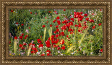 Load image into Gallery viewer, Plate 3 - Poppy Mix Judean Wilderness
