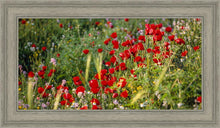 Load image into Gallery viewer, Plate 3 - Poppy Mix Judean Wilderness
