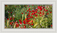 Load image into Gallery viewer, Plate 3 - Poppy Mix Judean Wilderness
