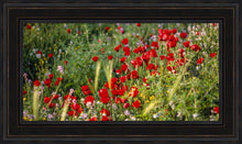 Load image into Gallery viewer, Plate 3 - Poppy Mix Judean Wilderness
