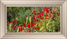 Load image into Gallery viewer, Plate 3 - Poppy Mix Judean Wilderness
