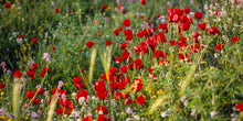 Load image into Gallery viewer, Plate 3 - Poppy Mix Judean Wilderness
