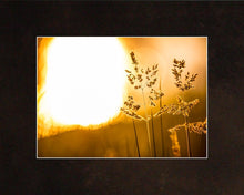 Load image into Gallery viewer, Plate 3 - Spring Brook Grasses
