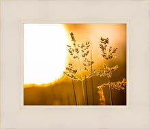 Load image into Gallery viewer, Plate 3 - Spring Brook Grasses
