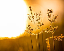Load image into Gallery viewer, Plate 3 - Spring Brook Grasses
