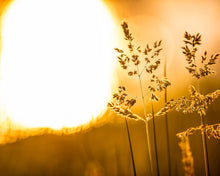 Load image into Gallery viewer, Plate 3 - Spring Brook Grasses
