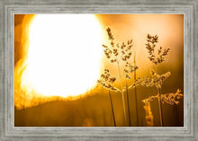 Load image into Gallery viewer, Plate 3 - Spring Brook Grasses

