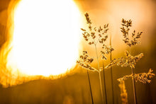 Load image into Gallery viewer, Plate 3 - Spring Brook Grasses
