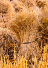 Load image into Gallery viewer, Plate 1 - Guatemala Highlands Shock of Wheat
