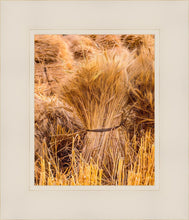 Load image into Gallery viewer, Plate 1 - Guatemala Highlands Shock of Wheat
