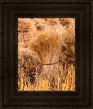 Load image into Gallery viewer, Plate 1 - Guatemala Highlands Shock of Wheat
