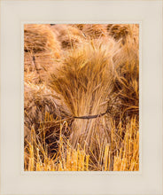 Load image into Gallery viewer, Plate 1 - Guatemala Highlands Shock of Wheat

