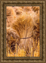 Load image into Gallery viewer, Plate 1 - Guatemala Highlands Shock of Wheat

