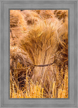 Load image into Gallery viewer, Plate 1 - Guatemala Highlands Shock of Wheat
