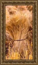 Load image into Gallery viewer, Plate 1 - Guatemala Highlands Shock of Wheat
