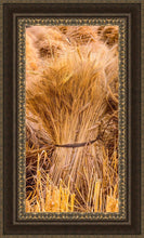 Load image into Gallery viewer, Plate 1 - Guatemala Highlands Shock of Wheat
