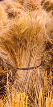 Load image into Gallery viewer, Plate 1 - Guatemala Highlands Shock of Wheat
