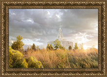 Load image into Gallery viewer, Payson Sunflowers
