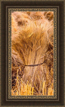 Load image into Gallery viewer, Plate 1 - Guatemala Highlands Shock Of Wheat Open Edition Canvas / 18 X 36 Frame M 45 3/4 27 Art
